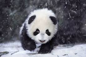 panda1