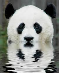 panda2