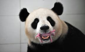 panda3