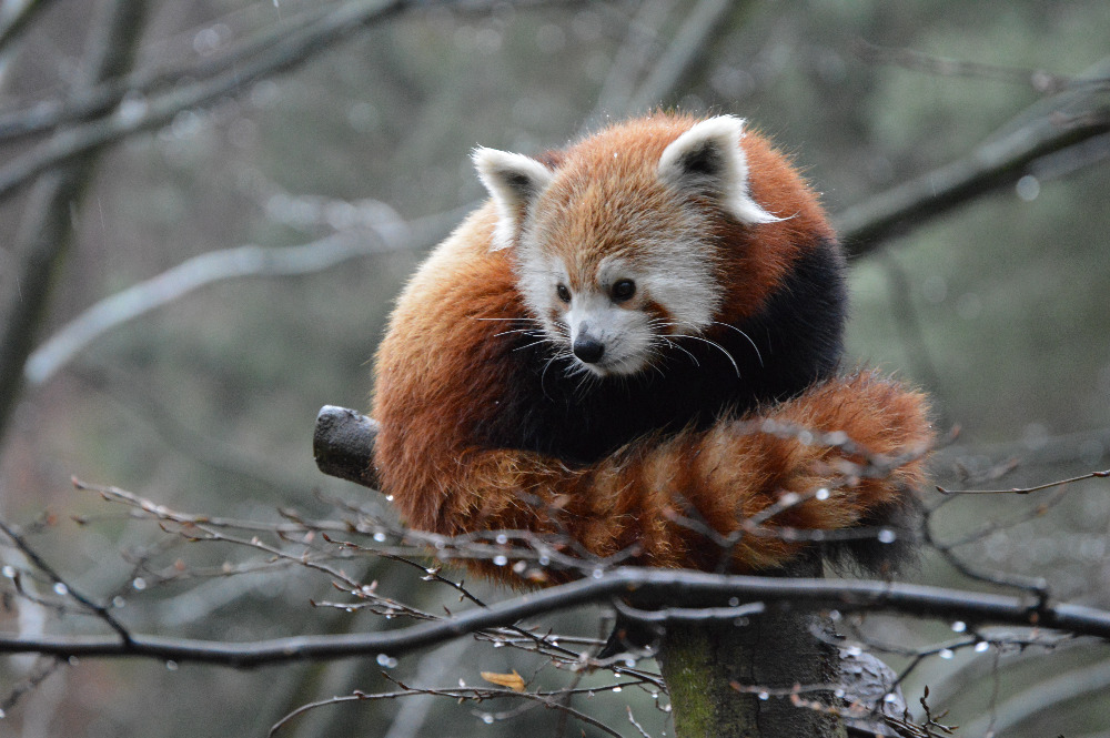 panda 102