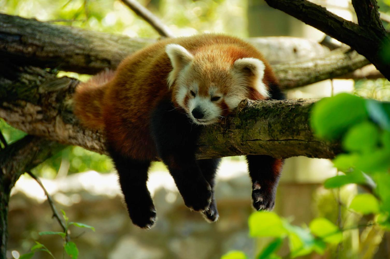 panda 103