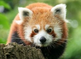 panda 104