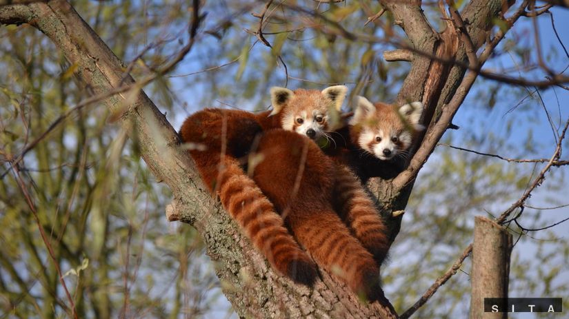 panda 105