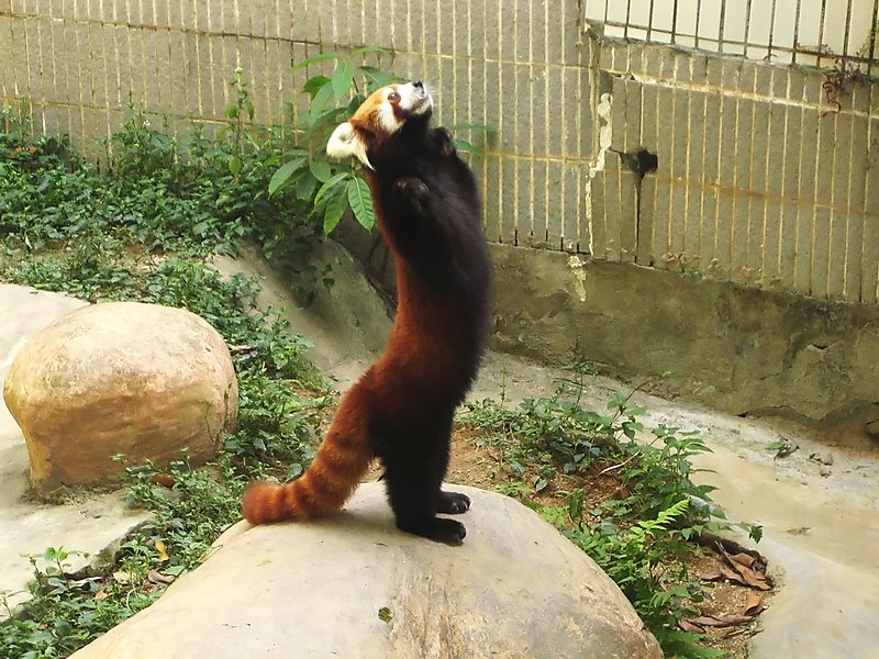 panda 106