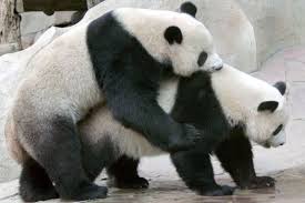 panda4