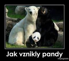 panda6