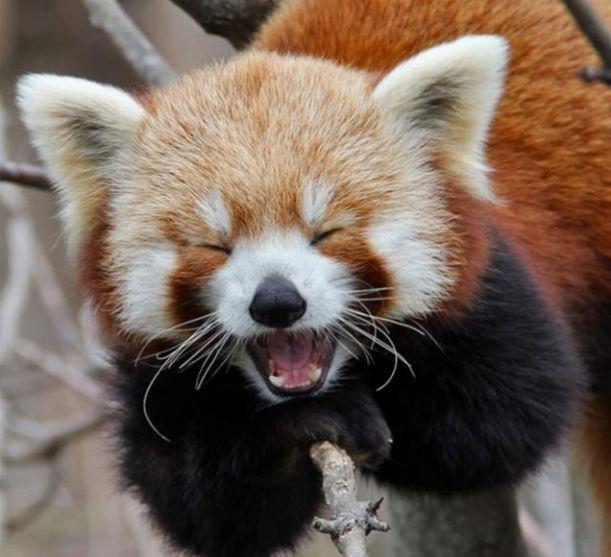 panda 101