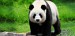 panda5