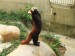 panda 106