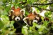 panda 107