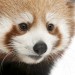 panda 108